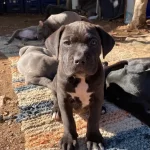 Tohumluk Cane Corsolar