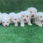 Safkan Numara Maltese Terrier Yavruları