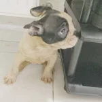 Safkan Irk Garantili Sosyal French Bulldog Yavruları