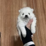 Ayı Surat Orijinal Pomeranian Yavrularım