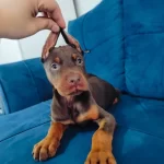 Irk Garantili Saglıklı Doberman Yavruları