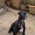 Ev Ortamında Buyumus Sosyal Ve Ic Dıs Parazitleri Yapıldı