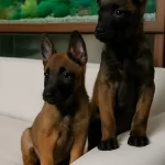 Safkan Belcika Kurdu Malinois Yavruları