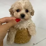 Sosyal Ve Oyuncu Karakterli Maltipoo Yavruları