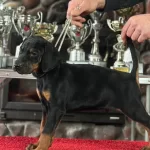 Ust Kalite Doberman Yavruları