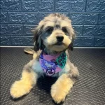 Gumus Karamel Super Oyuncu Disi Poodle