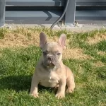 Blue Sable Erkek Yavrum