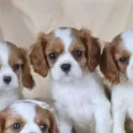Cavalier King Charles Cinsi Yavrular