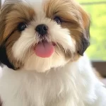 Shu Tzu Cinsi Ev Uretimi Yavrular