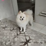Erkek 9 Aylık Pomeranian