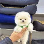 Pomerian Cinsi Yavrlarımız