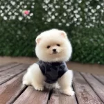 Uygun Pomerian Yavrularımız