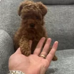 Kore Poodle Yavrumuz