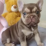 Egzotik Rojo Tan Mavis Gozlu Yavrumuz