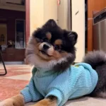 Blacktan Pomerian Boo 7 Aylık Cirkinlik Doneminde