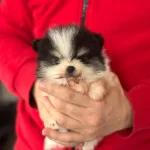 Disi Erkek Pomerian Boo Yavruları