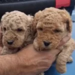 Ev Yasamına Uygun Oyuncak Gorunumlu Poodle