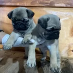 Maskeli Ve Karakterli Pug Mops Yavruları