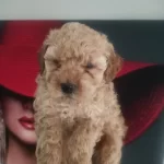 Mini Toy Poodle Yavrularımız