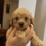 Toy Poodle 2 Aylık Erkek