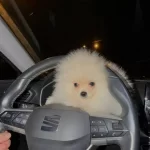 Beyaz Pelus 3 Aylık Orijinal Pomeranian Boo Yavrusu