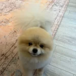 13 Aylık Full Egitimli Orijinal Pomeranian Boo