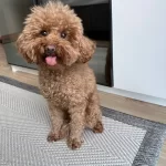 Tuvalet Egitimli 3 Yasında Toy Poodle Disi