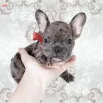 Merle Ve Pied French Bulldog Yavruları