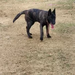 Koyu Maskeli Ozel Desenli 6 Aylık Malinois