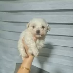 Tuy Dokmeyen Bembeyaz Dostunuz