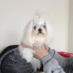 A Kalite Maltese Terrier