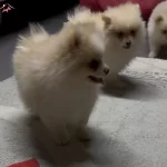 4 Aylık Pomeranian Yavruları