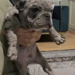Mavi Merle Renkli Sosyal French Bulldog Yavrusu