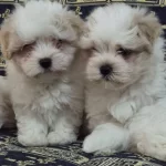 A Kalite Maltese Terrier