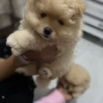 Sevgi Dolu Yuva Bekleyen Pamuk Seker Pomeranian