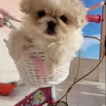 Sıfır Numara Pekinez Bebekler