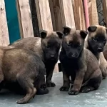 Belcika Kurdu Yavrularımız