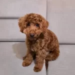 6 Aylık Oyuncu Disi Toy Poodle Asıları Tam
