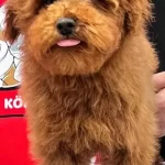 Ev Yapımı Sevgi Yumagı Red Apricot Poodle