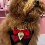 Ev Konforunda Sosyallesmis Karma Asıları Tam