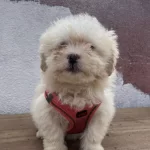 Ozel Maltipoo Bebekler