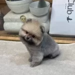 Ayı Surat Pomeranian Boo Yavrularımız