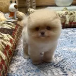 Krem Renk Teacup Pomeranian Boo