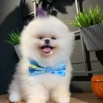 Sampiyon Soyundan Micro Cipli Pomeranian