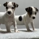 Jack Russel Yavrular Kıpır Kıpır