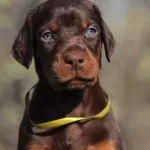 Mukemmel Gorsel Doberman Yavru