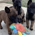 Karakteri Saglam Zeki Belcika Malinois