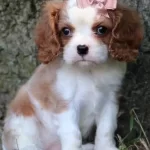 Uyumlu Ve Sosyal Cavalier King Charles Yavruları