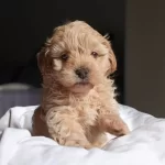 Baby Face Maltipoo Bebekler