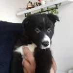 Muhtesem Maskeli A Kalite 2 Aylık Border Collie